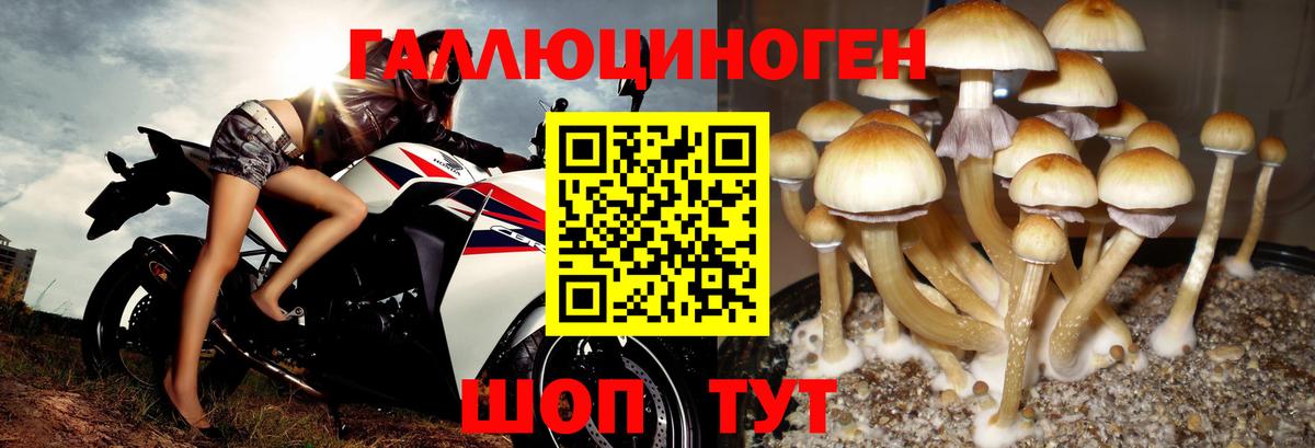 Псилоцибиновые грибы Cubensis  Псилоцибиновые грибы MAGIC MUSHROOMS  Бугуруслан  Вход с VPN 